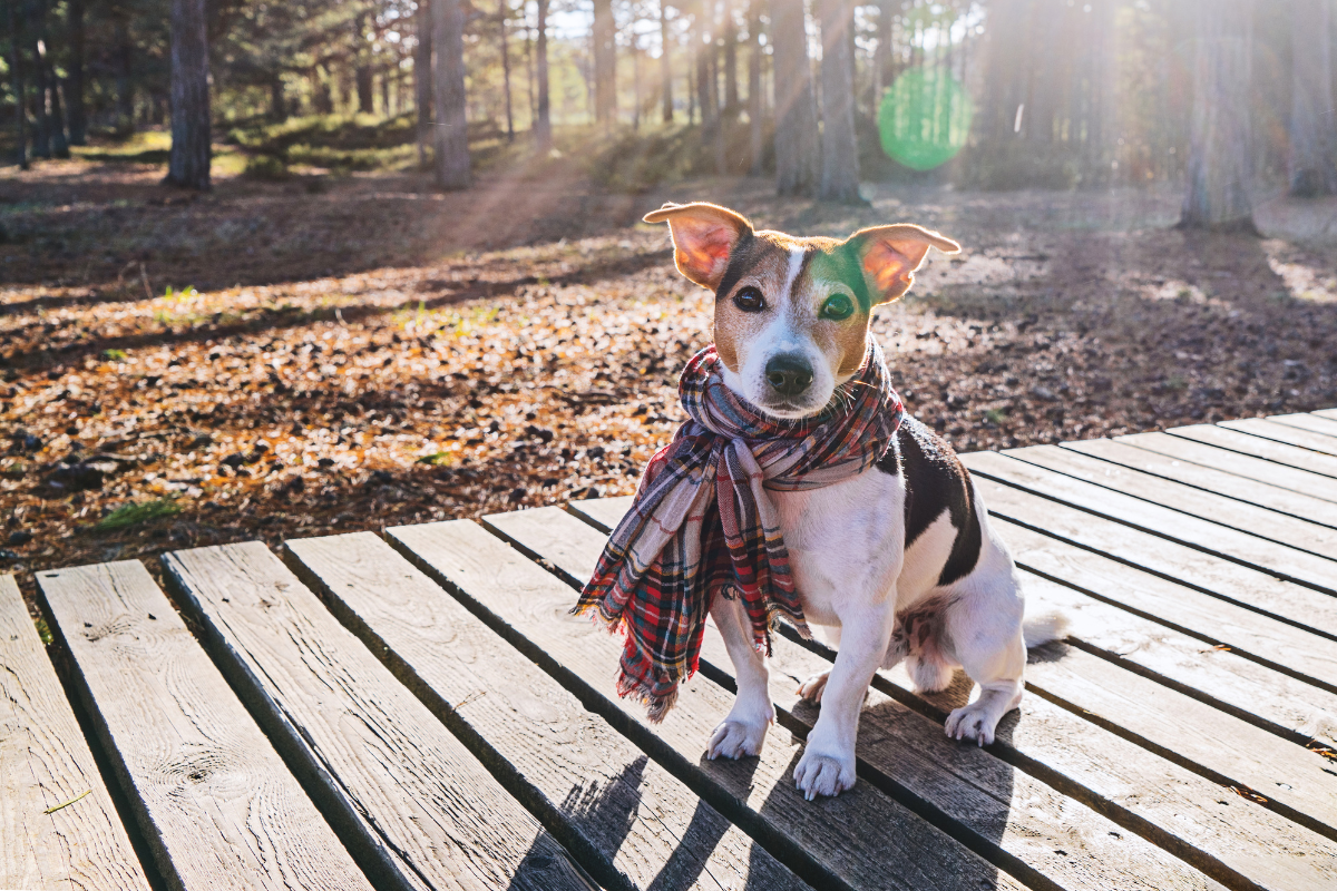 Cuida a tus mascotas del frío con estos consejos