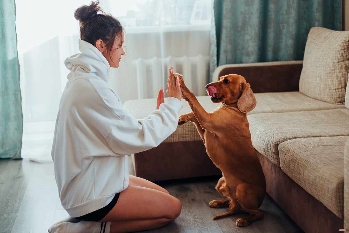 Los mejores perros para hacerte compania Perros en hogares temporales