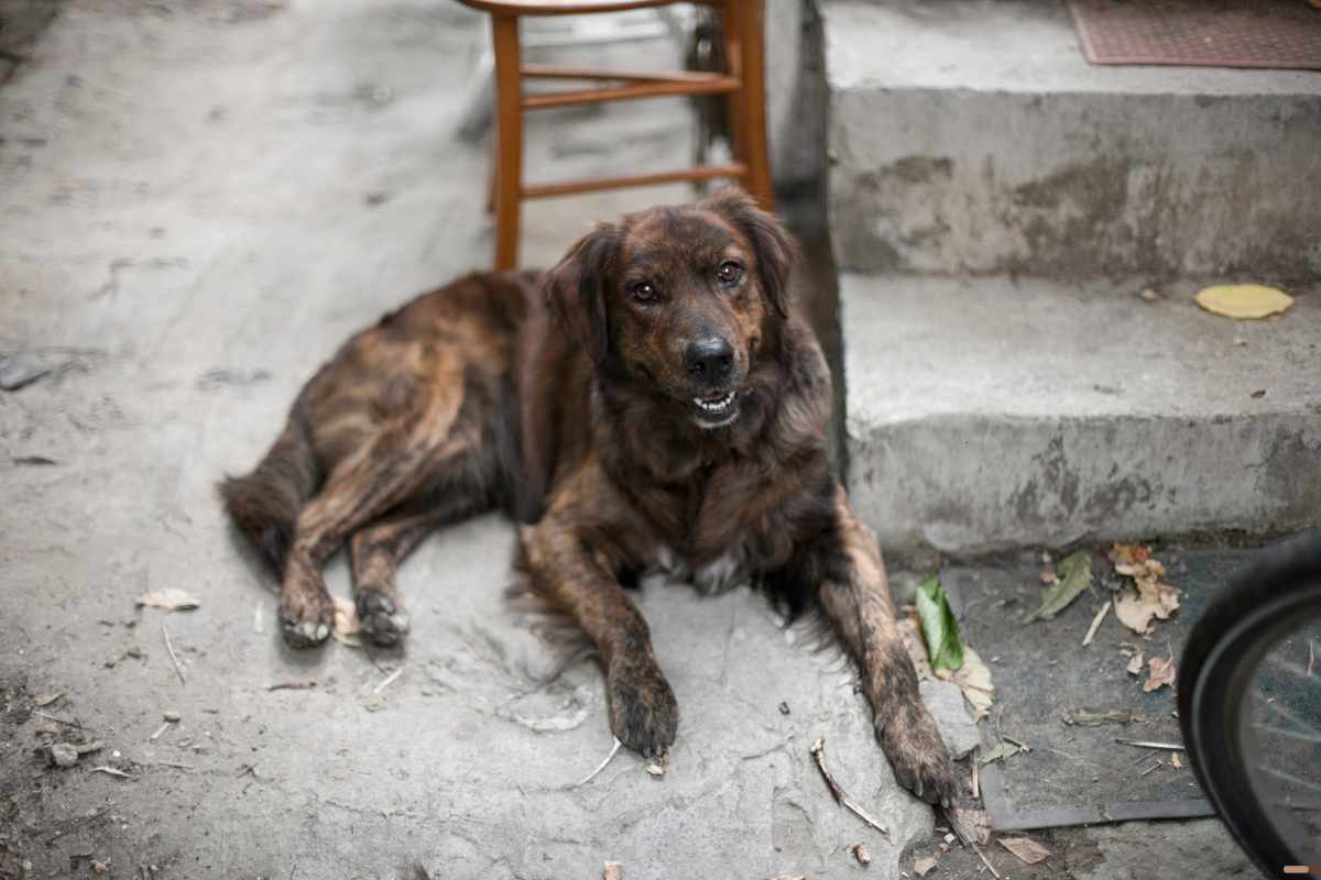 Los mejores perros para hacerte compania Perros rescatados