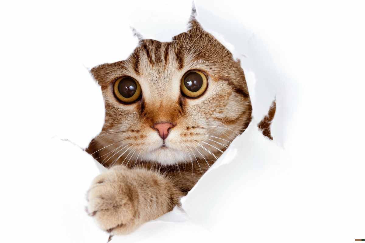 Nombres para gatos más bonitos, originales y populares