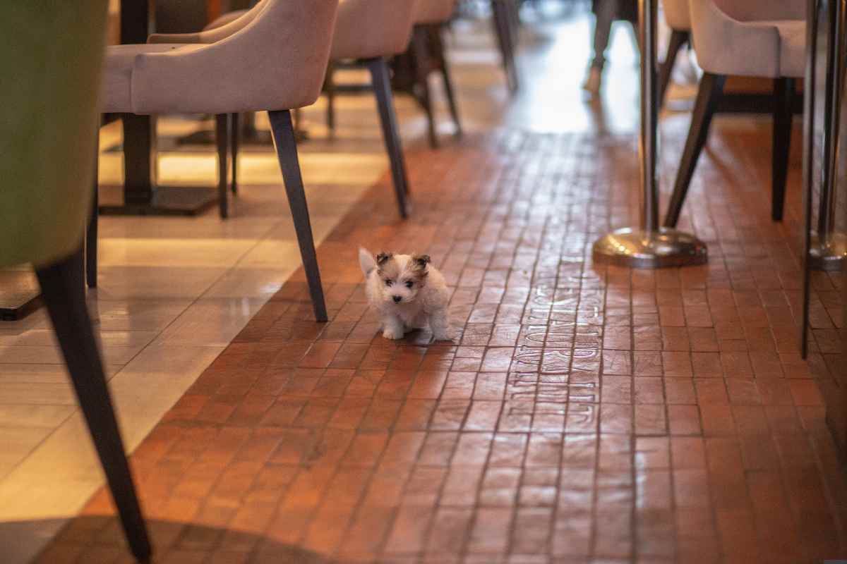 Lugares Pet Friendly para Comer en Querétaro ¡Porque tu Mejor Amigo También Merece Salir a Comer! (3)