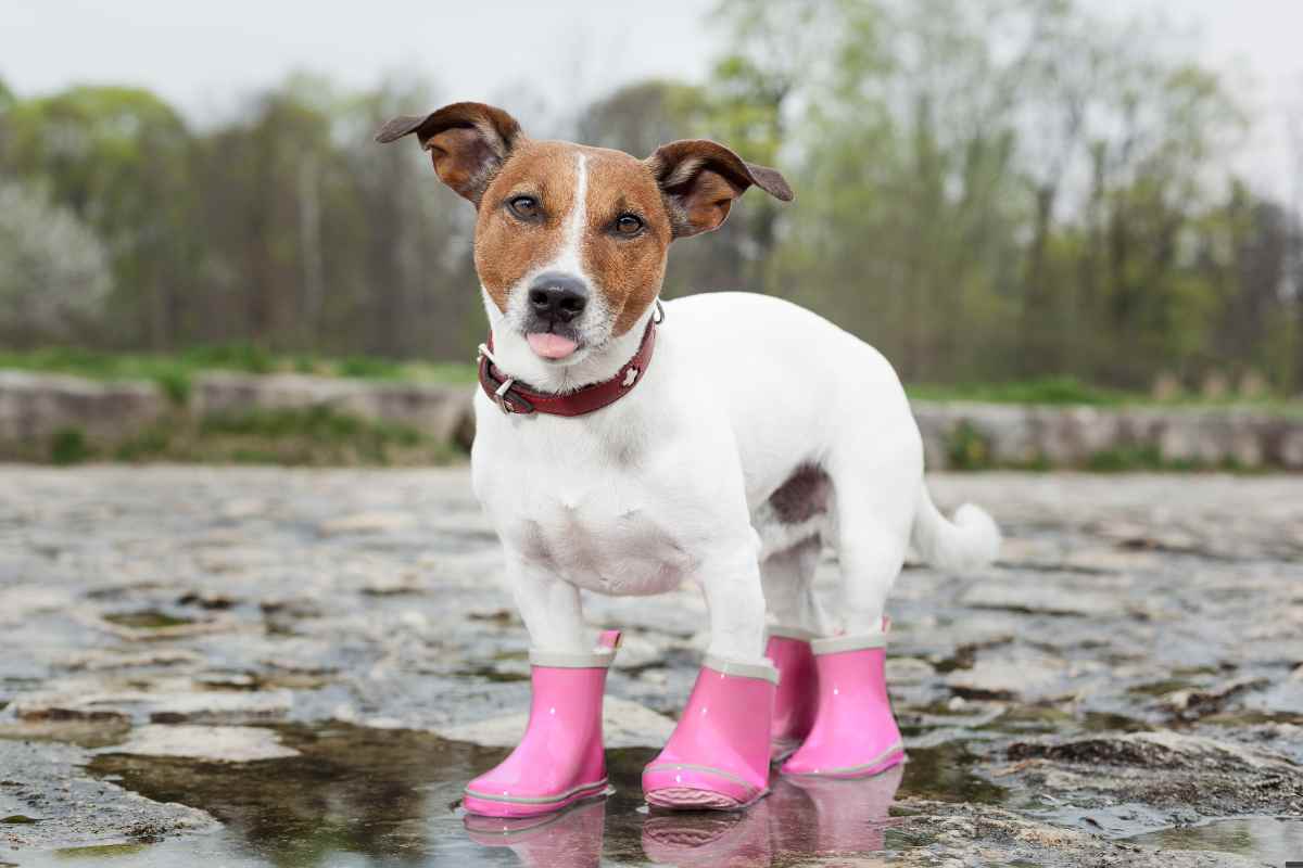 Seguirán las lluvias en Querétaro: No olvides cuidar a tus mascotas