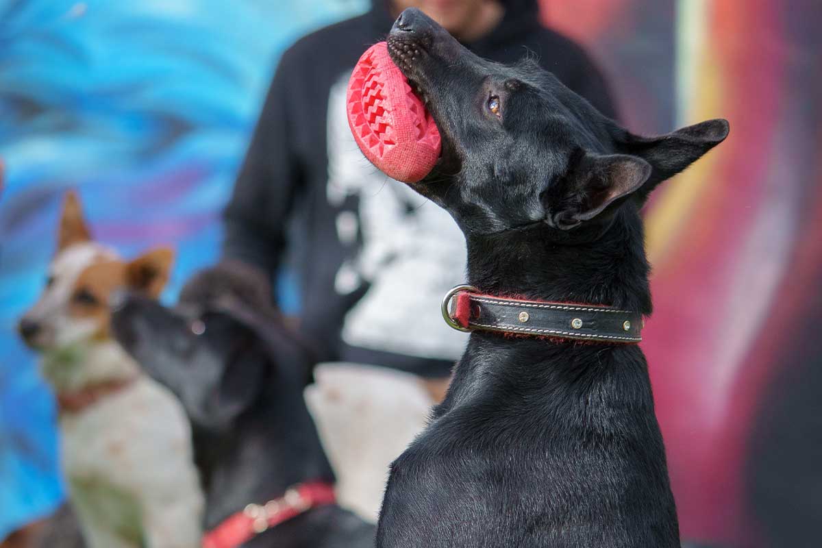 DogDay un oasis para tu cachorro