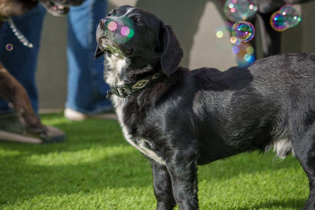 DogDay un oasis para tu cachorro