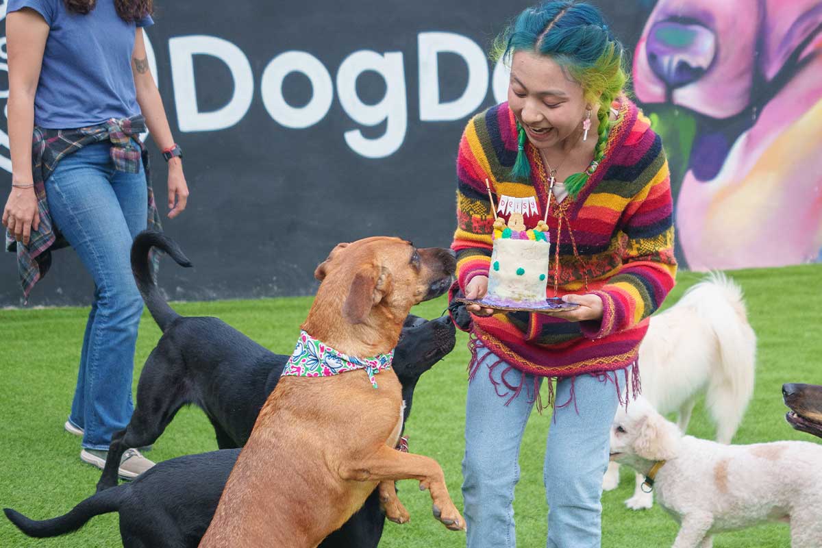 DogDay un oasis para tu cachorro