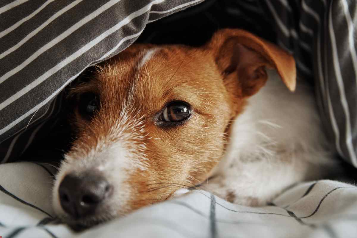 Los 5 consejos para evitar que tus perritos pasen frío: ¿Cuál es la temperatura mínima que pueden soportar?