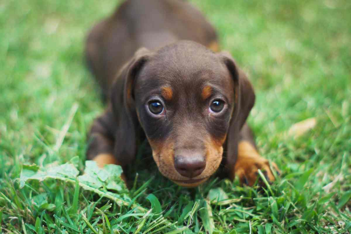 Los nombres de mascotas más populares para el 2025