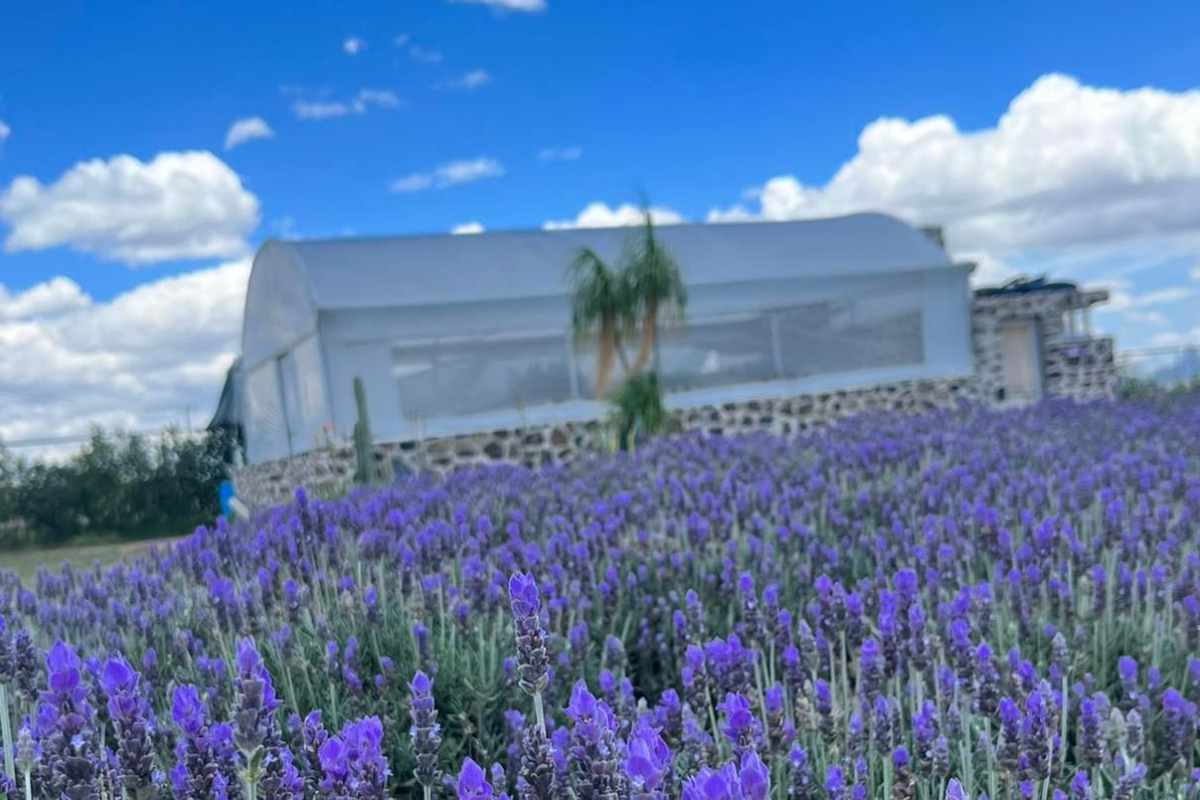 Un Pueblo Magico entre lavandas y aromas naturales (1)