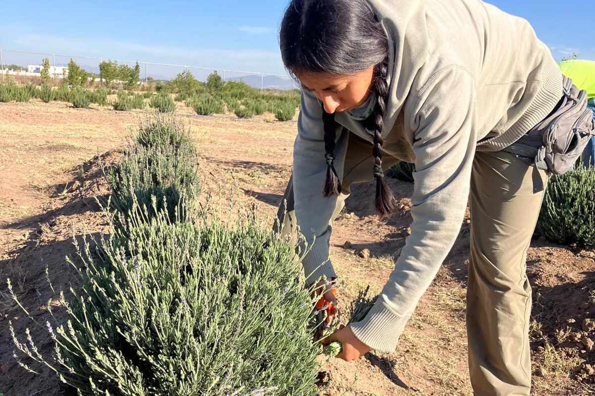 Un Pueblo Magico entre lavandas y aromas naturales (2)