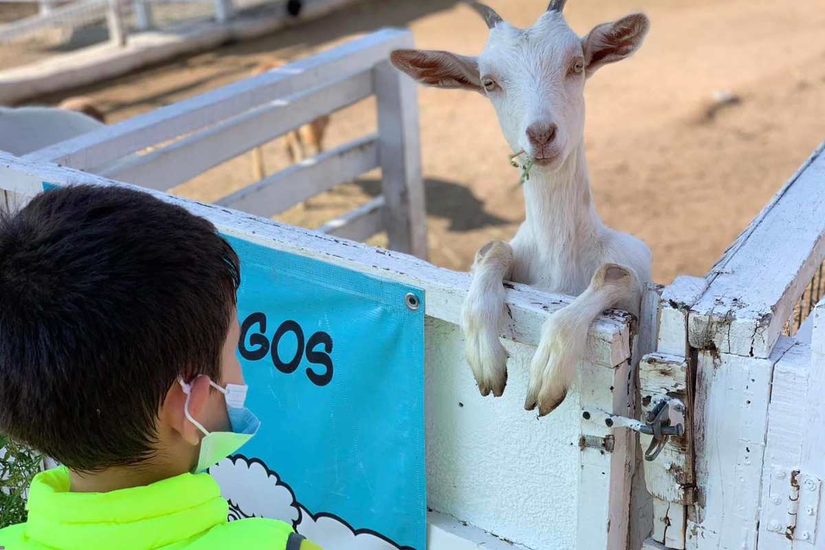Las 5 mejores granjas en Querétaro para visitar con niños