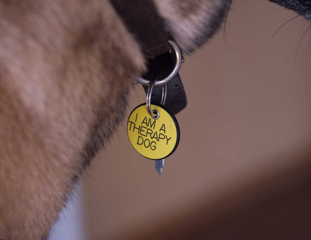 Los accesorios más cool para tu mascota que debes conocer