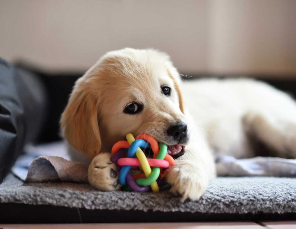 Los accesorios mas cool para tu mascota que debes conocer (1)