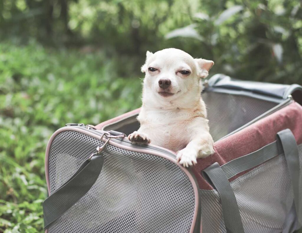 Los accesorios mas cool para tu mascota que debes conocer (2)