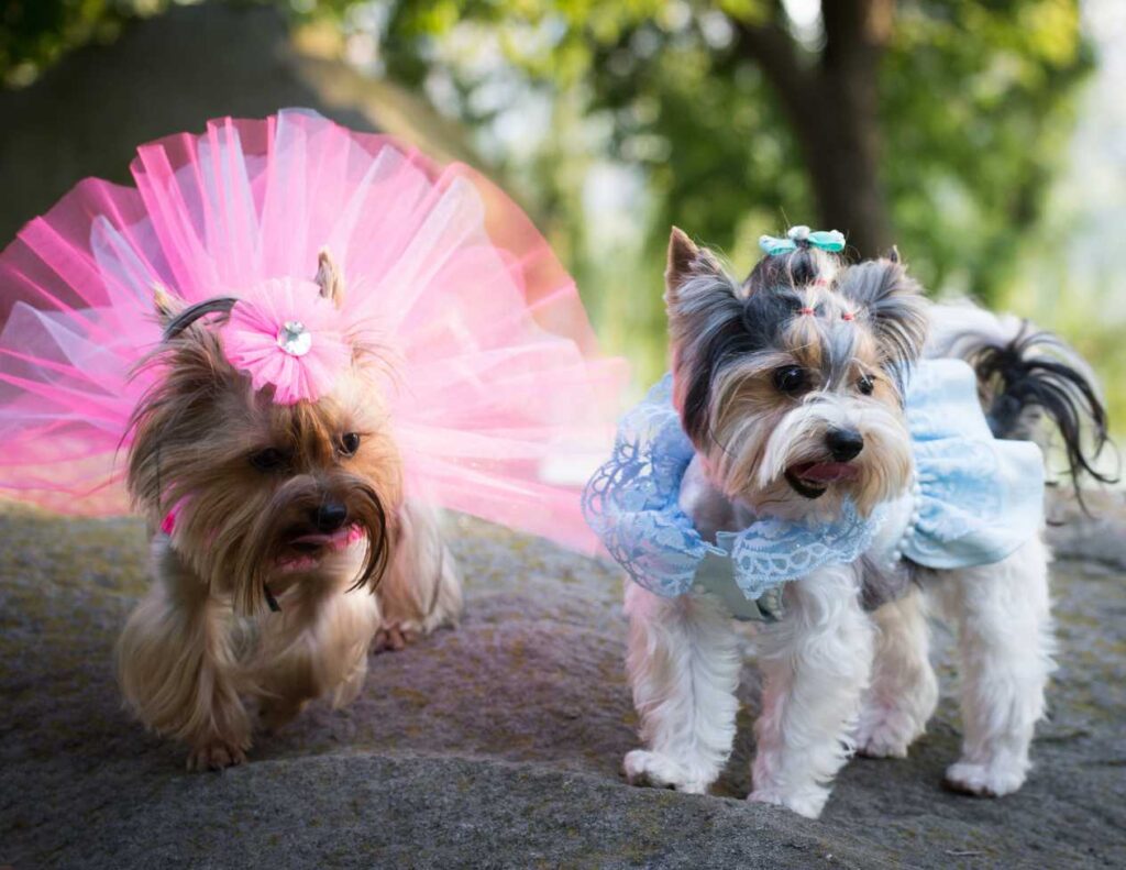 Los accesorios más cool para tu mascota que debes conocer (2)