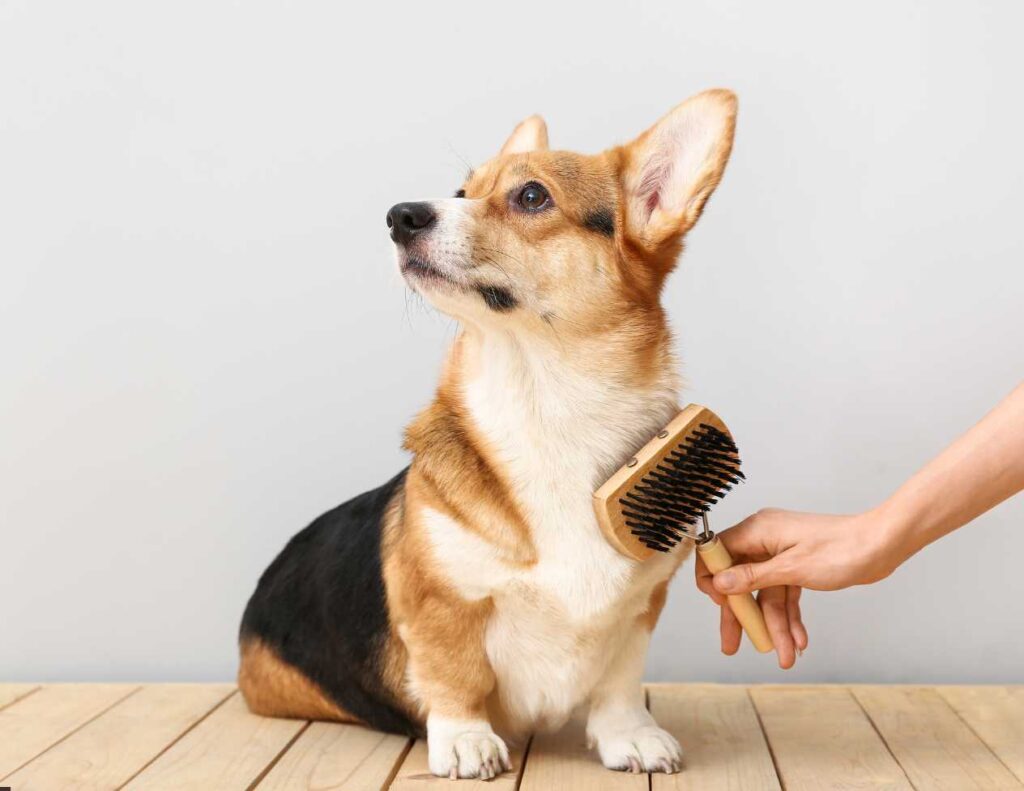 Los accesorios mas cool para tu mascota que debes conocer (3)