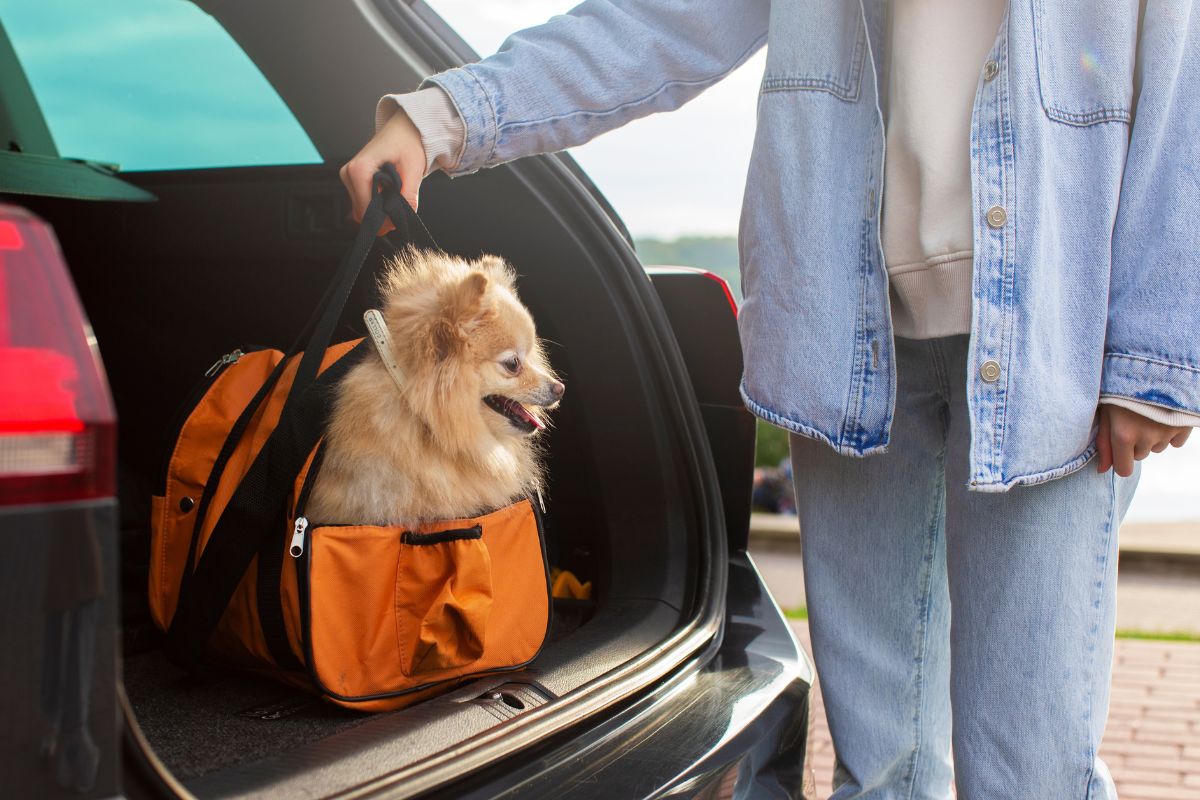 Cómo preparar a tu perro para un viaje largo sin que sufran estrés