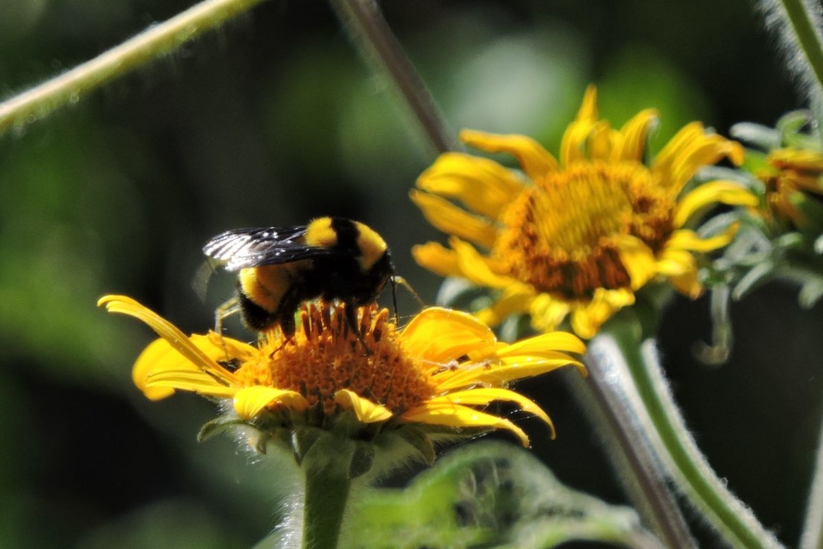 Llega a Querétaro el Festival de las Abejas Nativas