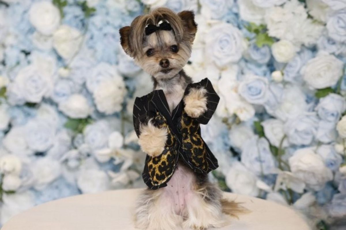 Cada outfit fue diseñado a mano, adaptando el estilo humano al cuerpo y comodidad de los perros. Foto: Especial