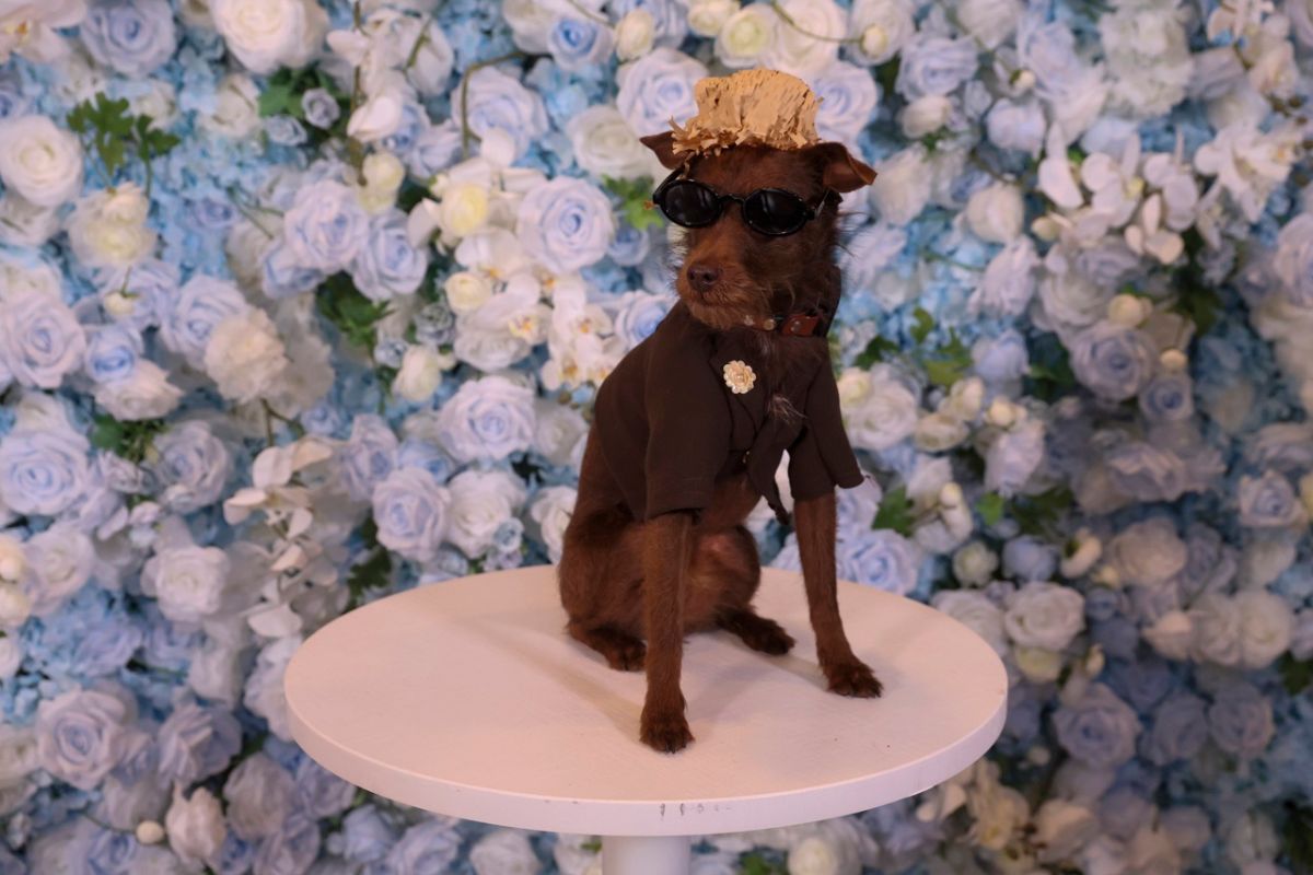 Un canino desfiló con un look urbano y gafas oscuras, homenajeando a Bad Bunny con estilo y actitud. Foto: Especial