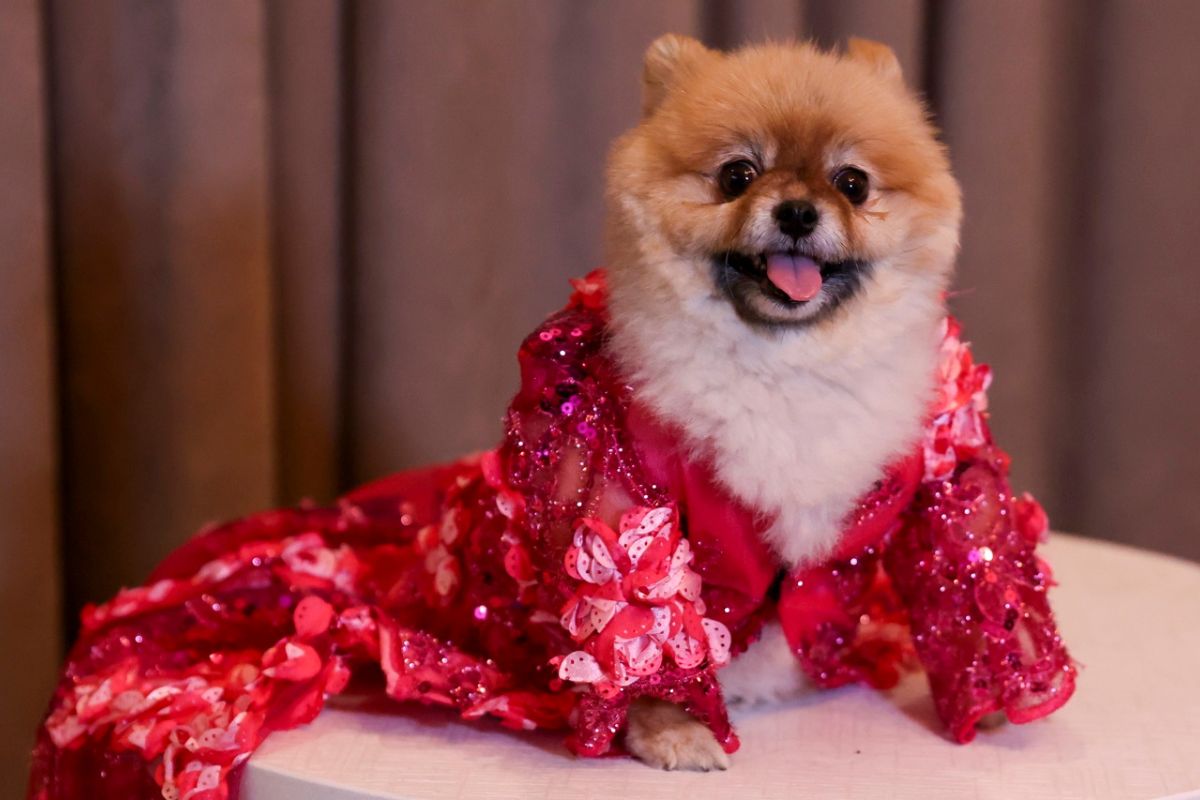 Los mejores looks de The Pet Gala 2025 en Nueva York