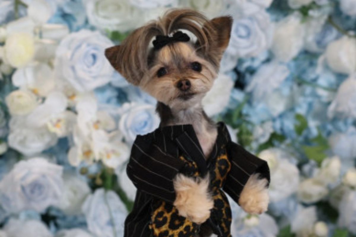 Las mascotas se apoderaron de la pasarela en la Pet Gala 2025, fusionando alta costura, ternura y causa social en una noche inolvidable en Nueva York. Foto: Especial
