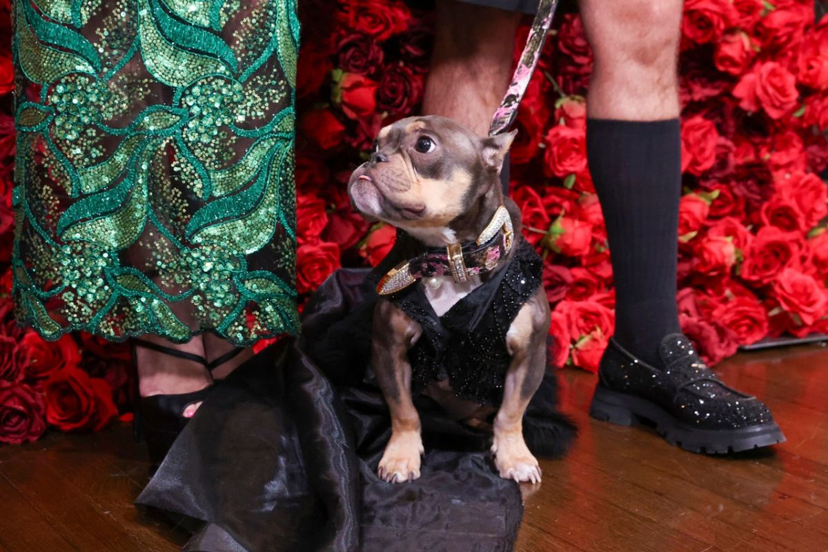 Dueños y mascotas posaron juntos, fusionando moda y ternura en un evento sin igual. Foto: Especial