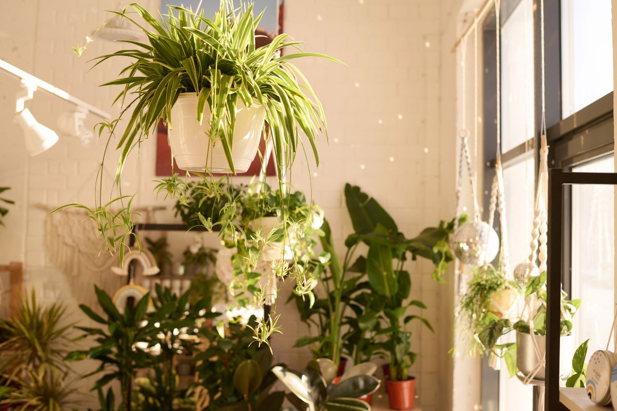 Decoración biofílica: vivir rodeado de naturaleza dentro de casa