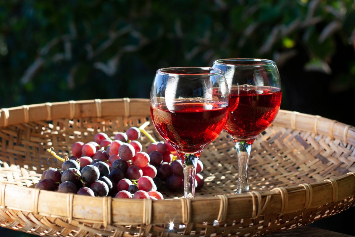 ¡Disfruta de un buen vino! Vuelve la temporada de vendimias a Querétaro