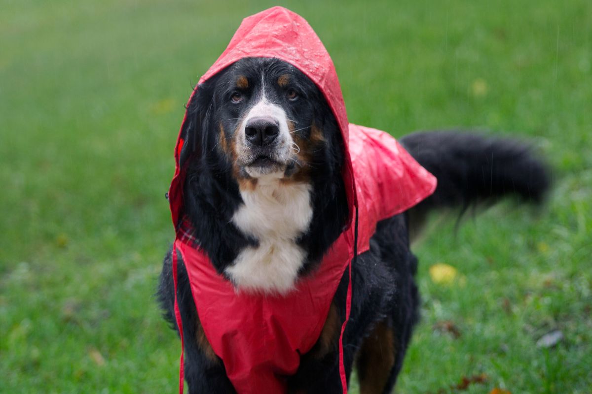 Tips esenciales para proteger a tu mascota durante la temporada de lluvias 2025