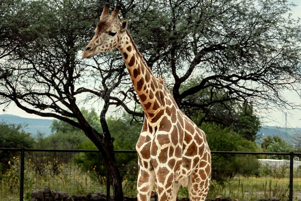 El paraíso animal en Querétaro que no es un zoológico