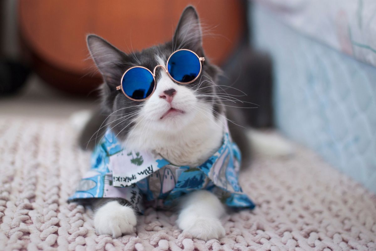 El mercado de la moda para perros y gatos crece con propuestas creativas y funcionales. Foto: Especial