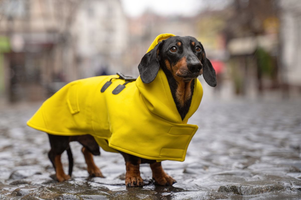 Ropa y accesorios que reflejan el estilo de los dueños ahora dominan el mundo pet. Foto: Especial