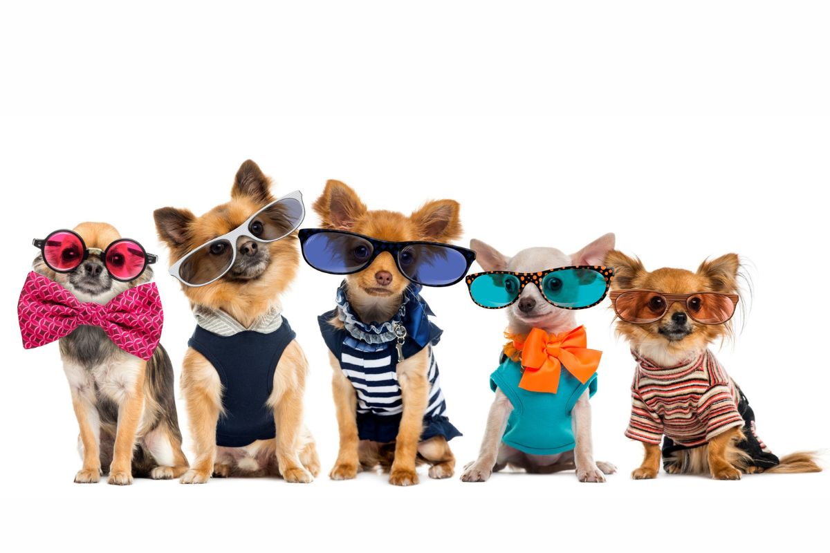 Moda pet: ropa y accesorios para perros y gatos con mucho estilo