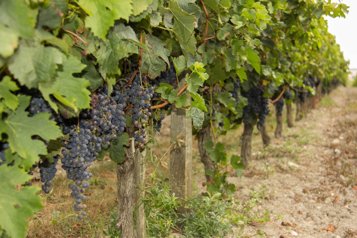 Los mejores viñedos en Querétaro: vinos premiados, experiencias únicas y la guía VSD! para explorar la ruta del vino como un experto.